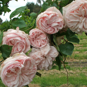 Fehér rózsaszín árnyékolás sötétebb külső szirmokkal - történelmi - bourbon rózsa